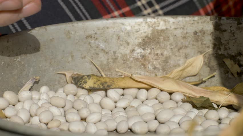 Hands open dried pod, freeing ripe white beans. Metal bowl holds empty shells and beans ready for storage. Long use in seasonal agricultural work