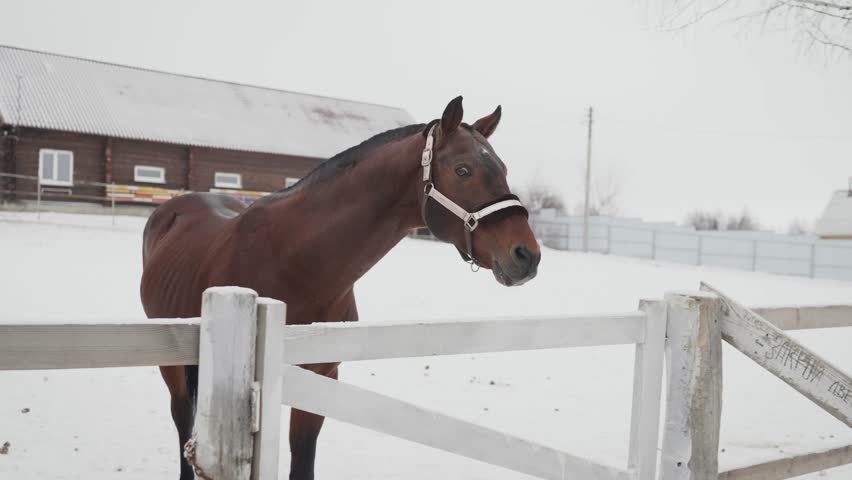 Beautiful dark brown horse wearing a halter and playing near a white wooden fence in winter. The animal is in a snowy paddock on a farm