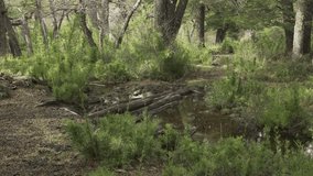 Caucasian Adult Man Hiking Across a Small Swampy Stream Using Logs in a Forest. Nature background noise - Powered by Shutterstock - Get 15% off with code: PIKWIZARD15