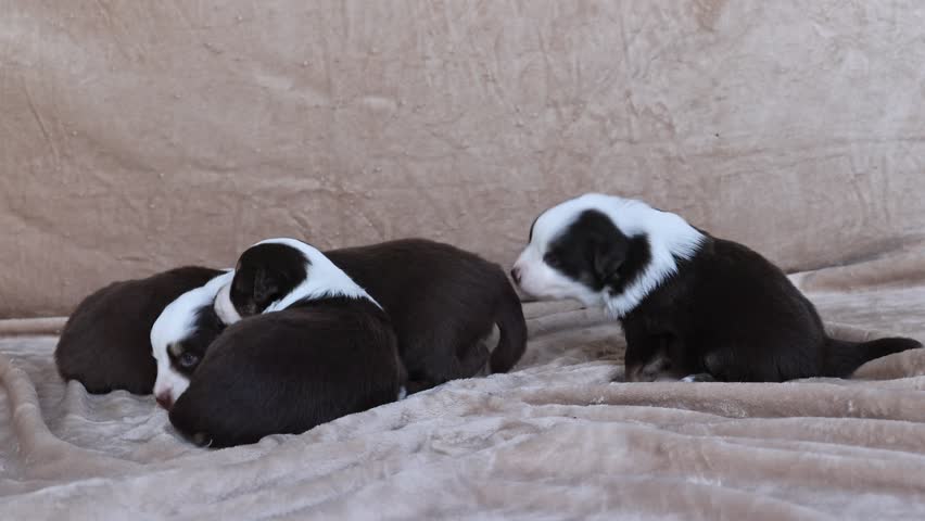 Four puppies are laying on a bed