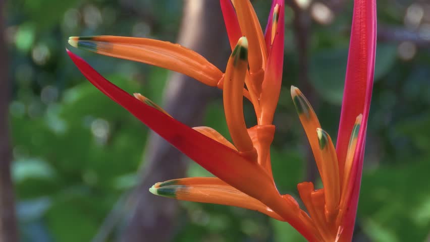 Orange parrot