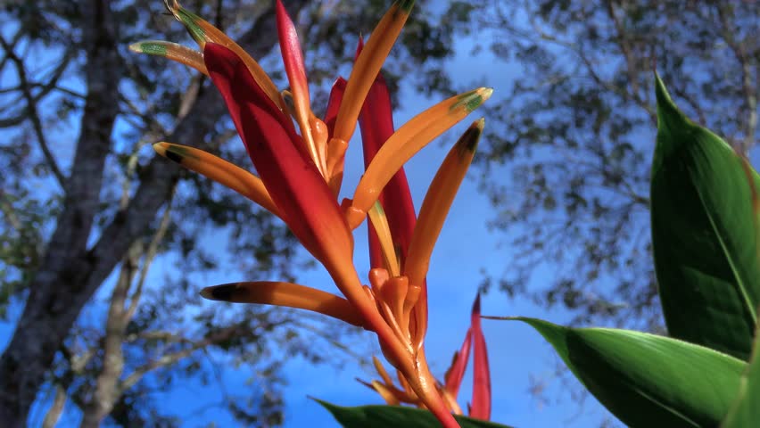 Orange parrot