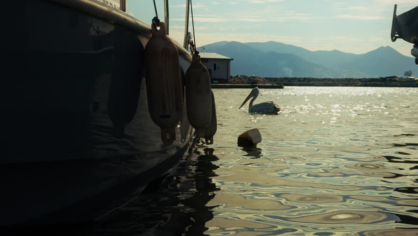 Bird Animal Pelican Swimming on the Dock of Izmir City Beach in Turkey