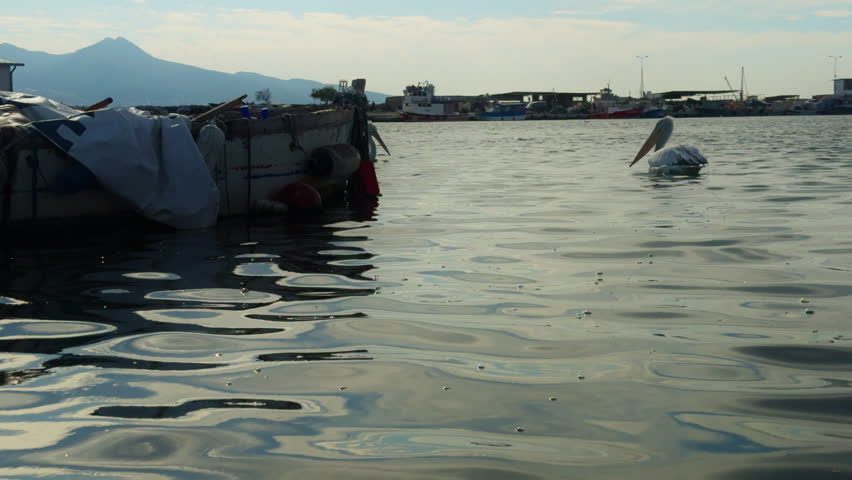 Bird Animal Pelican Swimming on the Dock of Izmir City Beach in Turkey