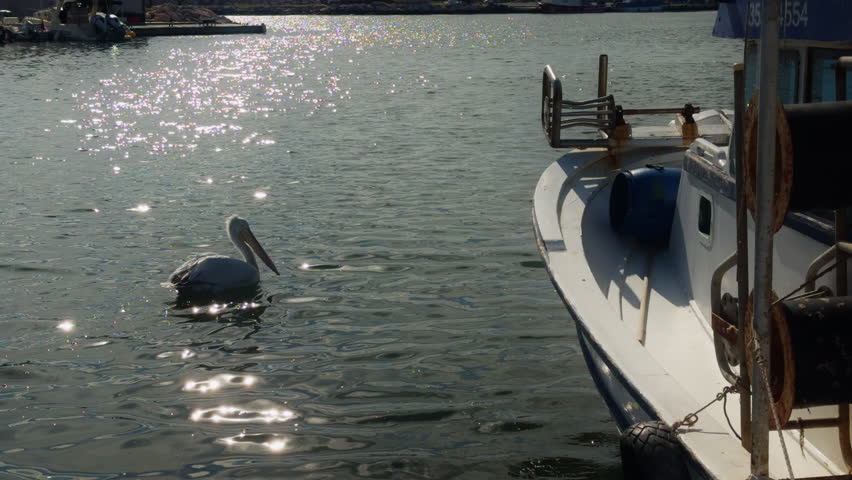 Bird Animal Pelican Swimming on the Dock of Izmir City Beach in Turkey
