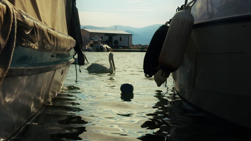 Bird Animal Pelican Swimming on the Dock of Izmir City Beach in Turkey