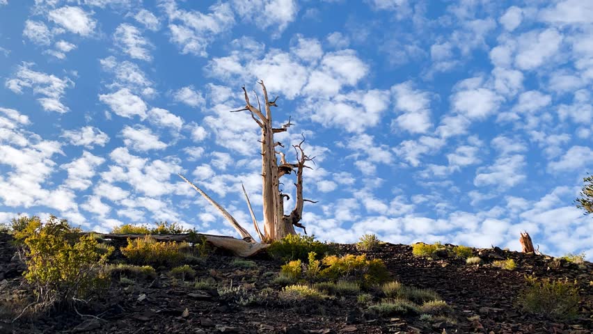 time-lapse of clouds passing over an Ancient Bristlecone pine tree  in the white mountains of california.