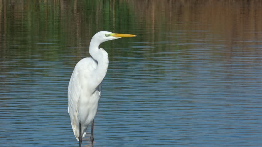A great egret stands on the edge of a fish pond, gazing into the water in an attempt to catch a fish. The egret’s white plumage stands out against the blue water.