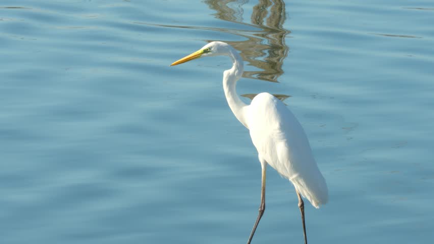 A great egret stands on the edge of a fish pond, gazing into the water in an attempt to catch a fish. The egret’s white plumage stands out against the blue water.