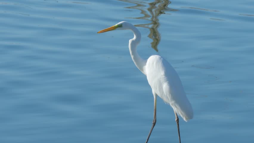 A great egret stands on the edge of a fish pond, gazing into the water in an attempt to catch a fish. The egret’s white plumage stands out against the blue water.