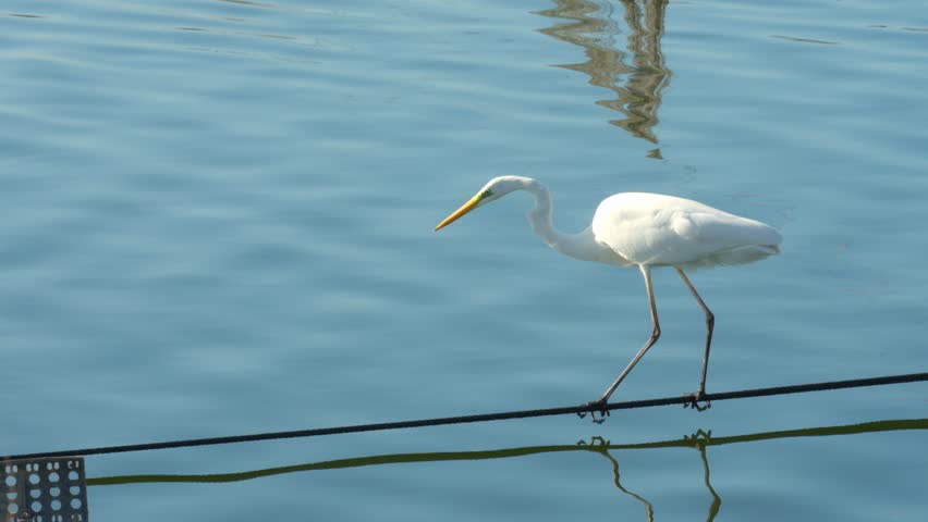A great egret stands on the edge of a fish pond, gazing into the water in an attempt to catch a fish. The egret’s white plumage stands out against the blue water.
