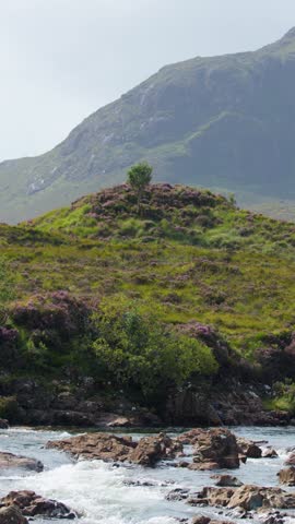 Mountain stream flows past green hillside with wildflowers, rocks, and soft natural daylight