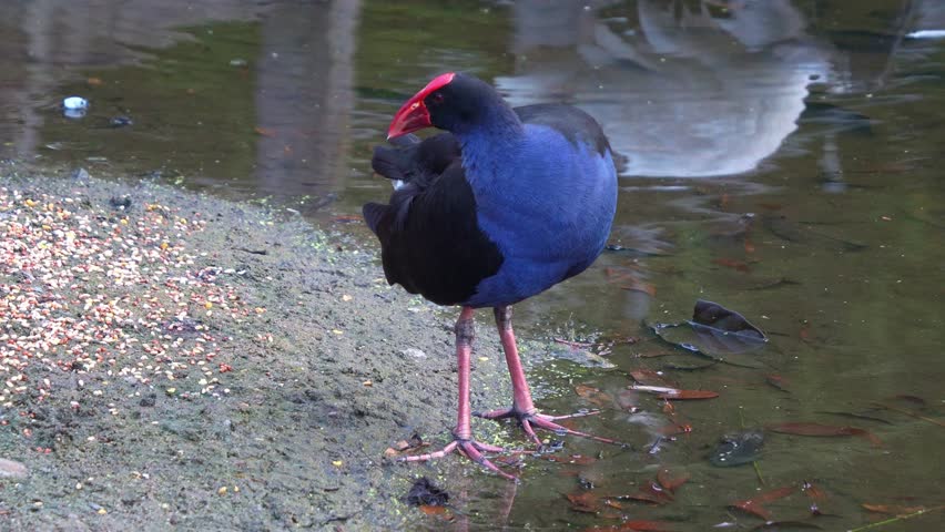 Close up shot of an Australasian swamphen (Porphyrio melanotus) with striking red frontal shield, standing by the lake, preening and grooming its feathers.
