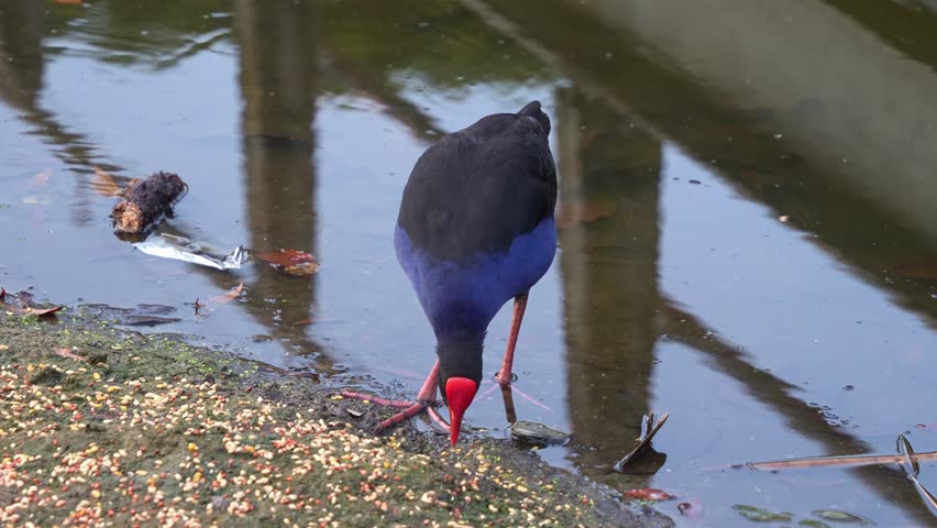 An Australasian swamphen (Porphyrio melanotus) with striking red frontal shield, wading in the water, foraging for invertebrates, and slowly walk away, close up shot.