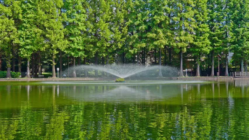 A detailed, centered shot of a fountain spraying water in a green park lake, framed by a wall of lush green trees.