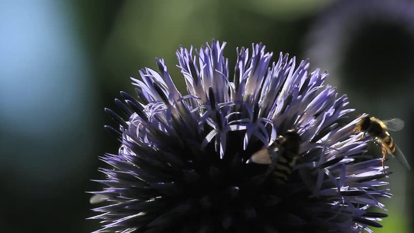 Hover Flies on a thistle