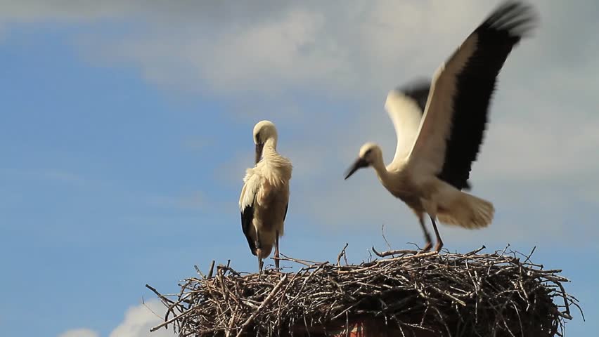 White storks learning to fly
