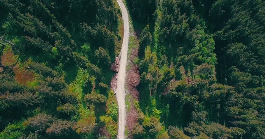 Aerial view of a winding forest road cutting through dense green trees in summer sunlight.