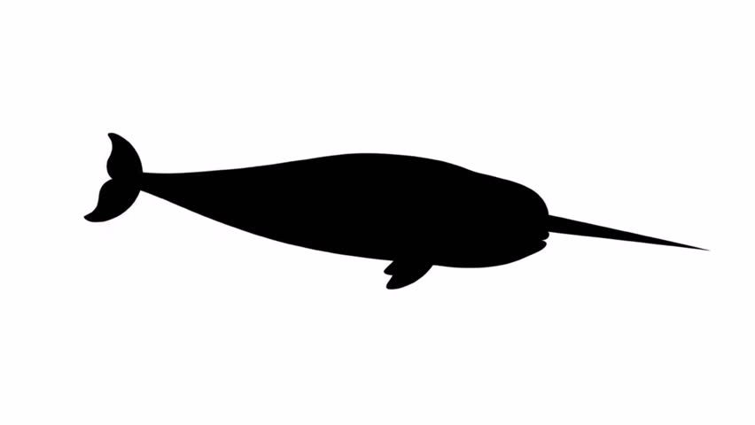 A cute narwhal silhouette isolated on white background.