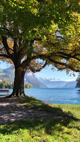 Vertical scenic autumn view with golden tree and red bench facing Lake Lucerne and mountains Switzerland