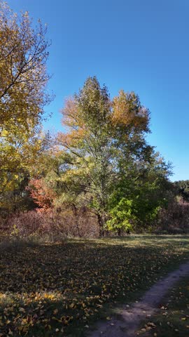 Golden autumn tree by a lake under vibrant blue sky. Sunlight filters through branches, casting warm shadows. Scenic path invites peaceful exploration in fall landscape.
