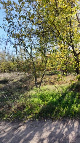 Golden autumn tree by a lake under vibrant blue sky. Sunlight filters through branches, casting warm shadows. Scenic path invites peaceful exploration in fall landscape.
