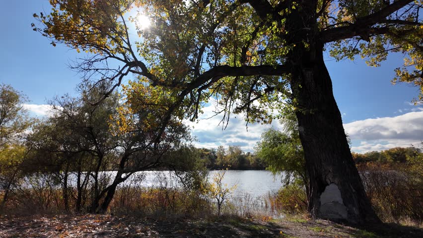 Golden autumn tree by a lake under vibrant blue sky. Sunlight filters through branches, casting warm shadows. Scenic path invites peaceful exploration in fall landscape.
