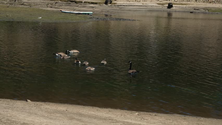 Flock of Canada geese with goslings swimming in lake near shore, creating a peaceful atmosphere of wildlife and summer day in their natural habitat