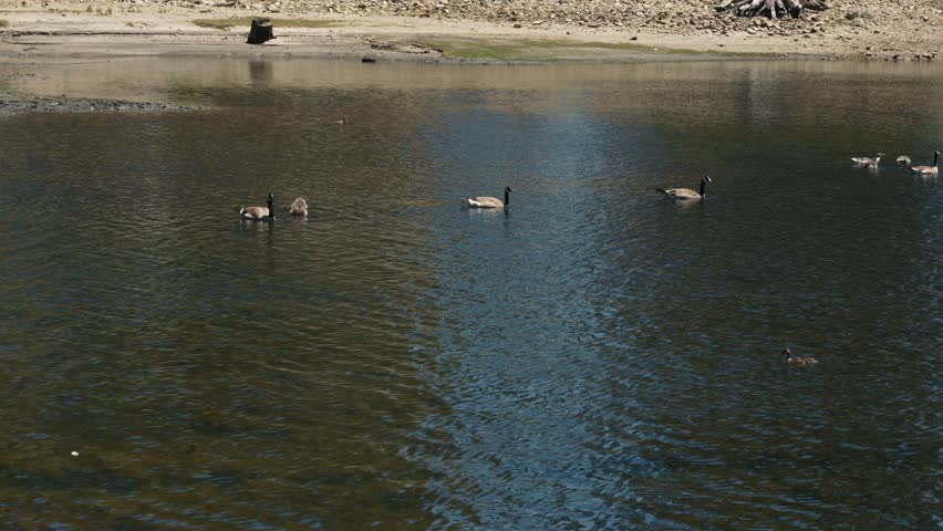 Geese swimming on the lake near rocky shore