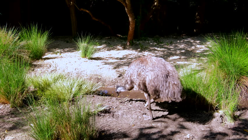 Greater Rhea ratite walks around foraging in sanctuary enclosure