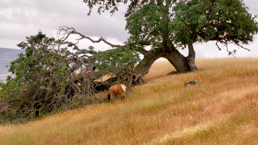 Static shot of a deer calmly grazing on a golden grass hillside beneath a sprawling oak tree near Don Pedro Lake in California. Soft daylight and muted sky create a peaceful California oak savanna.