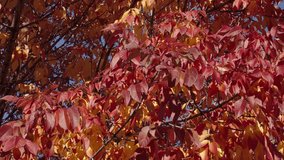 Leaves red color. Nature fall beauty. Fall season weather. Red autumn leaf natural background, 4k. Autumn nature. Red leaves on forest tree. Seasonal autumnal tree. Autumn red leaves - Powered by Shutterstock - Get 15% off with code: PIKWIZARD15