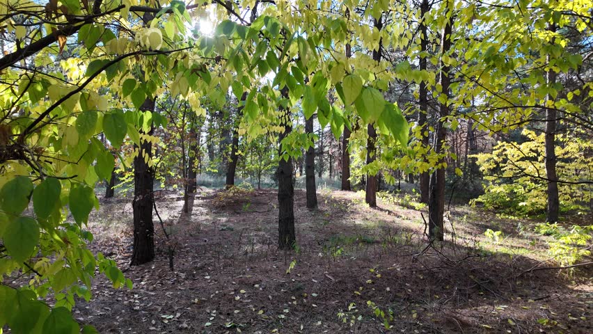 Golden autumn tree by a lake under vibrant blue sky. Sunlight filters through branches, casting warm shadows. Scenic path invites peaceful exploration in fall landscape.
