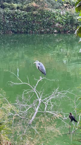 Cinematic 4K Footage of Grey Heron and Pygmy Cormorant Sitting Calmly on Tree Branches Over Green Pond Water, Summer Natural Habitat, Tranquil Wildlife Scene, for Reels, Stories, Social Shorts Using.