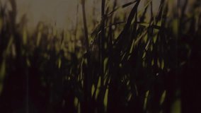 Sunlight hitting grass making line morphing into waveform bursting particles focusing wildflower. Nature, serenity, abstract, digital, organic, energy, tranquility - Powered by Shutterstock - Get 15% off with code: PIKWIZARD15