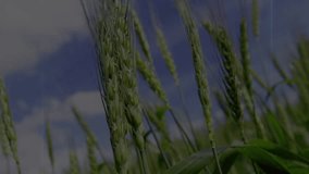 At third second light ribbons swirling green wheat stalks sparking star flares for vivid effect. Nature, serenity, motion, abstract, illumination, vitality, rustic - Powered by Shutterstock - Get 15% off with code: PIKWIZARD15