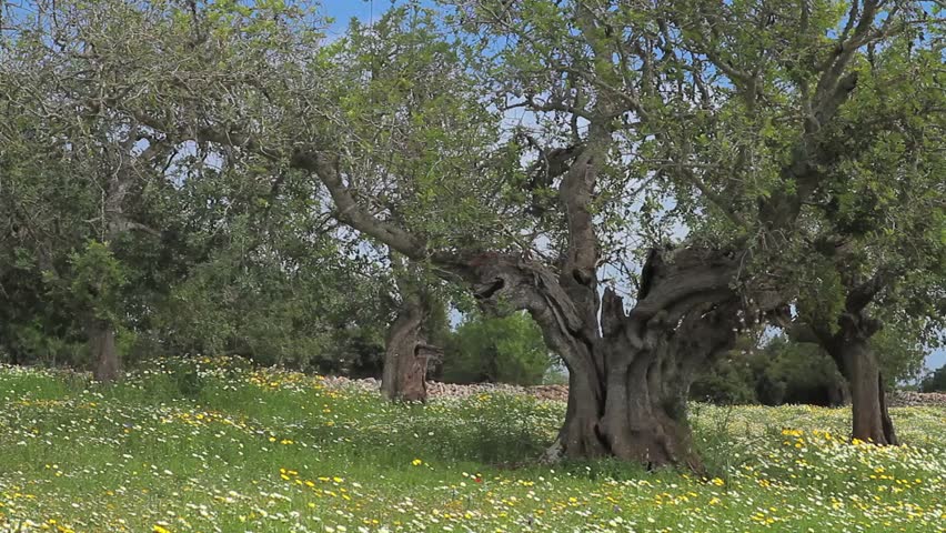Old Carob Tree in Spain