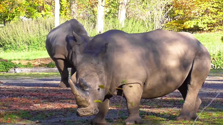 Two rhinos standing side by side in the African bush, moving slowly and peacefully in their natural habitat. A rare and powerful scene showing the strength and calmness of these endangered giants.