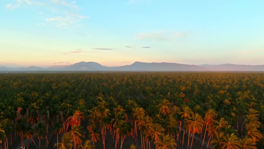 Drone video captures sweeping views of a vibrant palm forest in Playa Paraíso. Bathed in warm sunset hues, the landscape exudes tropical serenity under a vast sky.
