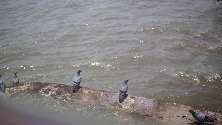 Static shot of pigeons walking and flapping wings on seaside parapet