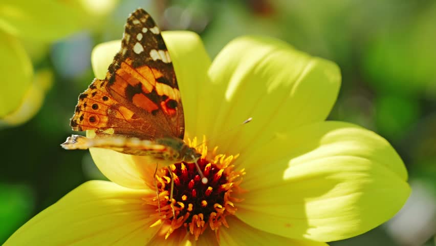 Graceful insect draws nectar from flower showing harmony of nature’s cycle