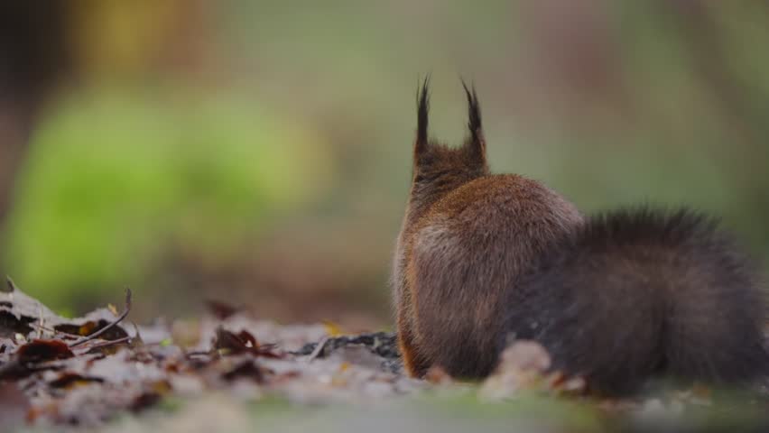 Slow motion of red squirrel foraging over leaves with tail down in woodland clearing, rearview static background