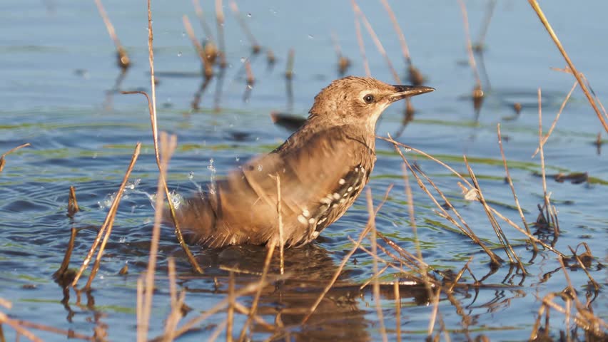 European starling, juvenile bird, taking a bath in a lake, Sturnus vulgaris