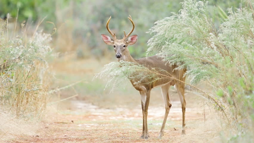 White Tailed Deer Buck with Antlers 2