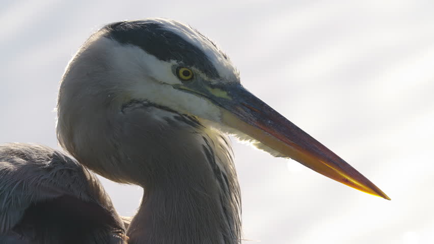 Great Blue Heron Head Backlit Close Up on Water