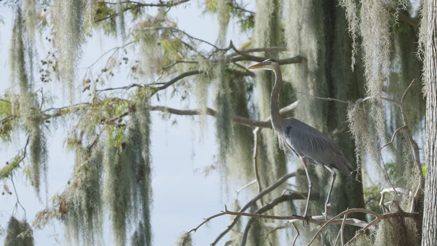 Great Blue Heron Spreading Wings Perched on Cypress Tree Moss