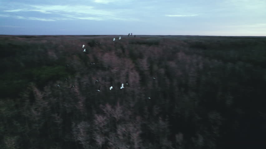 Flying with Flock of Birds Aerial
