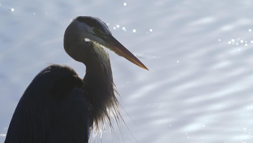 Great Blue Heron Backlit Close Up on Water