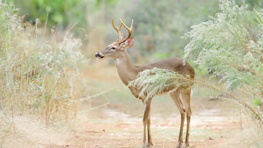 White Tailed Deer Buck with Antlers Walking 2
