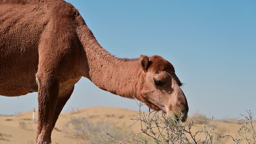 Closeup view of a camel eating a bush in Turkmenistan